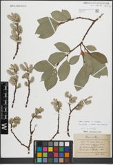 Foto von Salix caprea L. x Salix cinerea L.